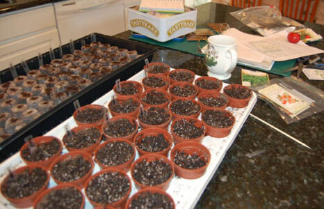 Starting a Garden From Seeds Image